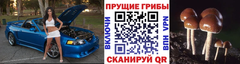 Псилоцибиновые грибы Cubensis  где найти   это состав  Новокубанск 
